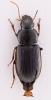 Semiophonus signaticornis